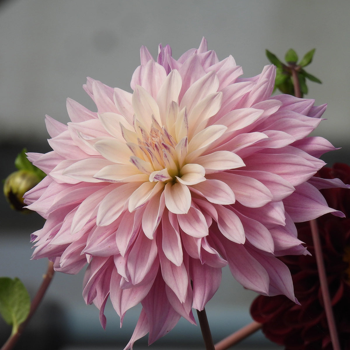Close up of Labyrinth Twotone Dahlia Flower