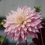 Close up of Labyrinth Twotone Dahlia Flower