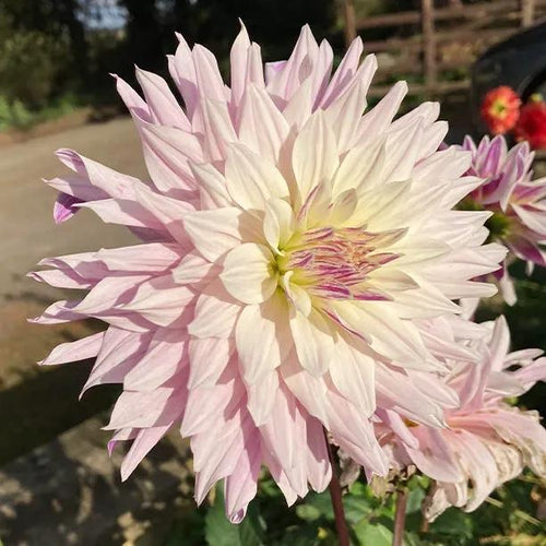 Labyrinth Twotone Dahlia Flowerhead