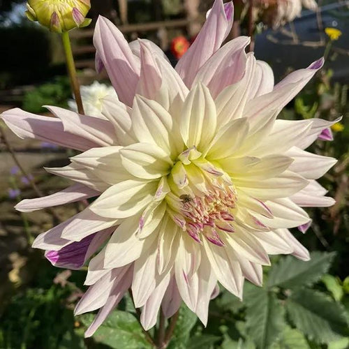 Labyrinth Twotone Dahlia Flowers