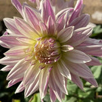 Labyrinth Twotone Dahlia Flowers