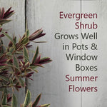 Lady Anne Hebe leaves