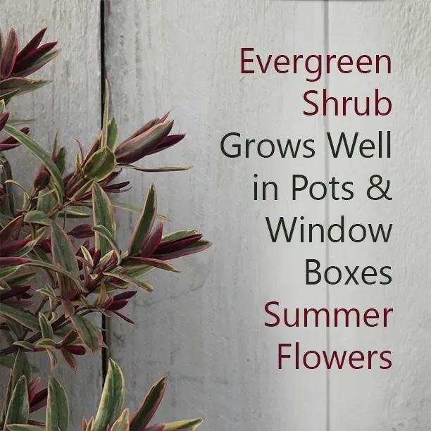 Lady Anne Hebe leaves