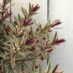 Lady Anne Hebe Leaves