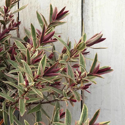 Lady Anne Hebe Leaves