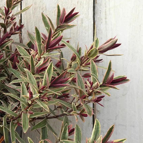 Lady Anne Hebe Leaves