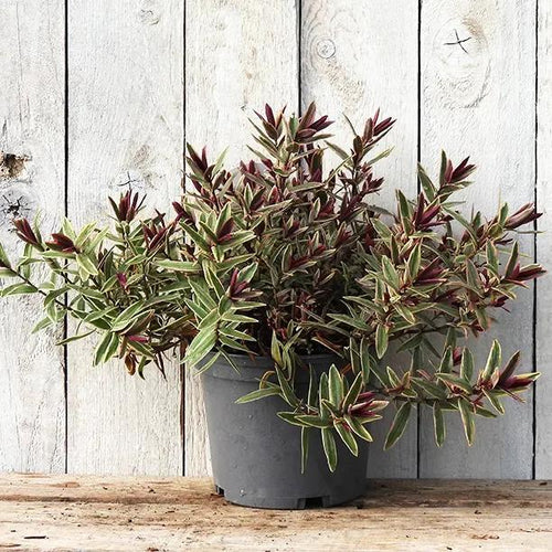 Lady Anne Hebe plant