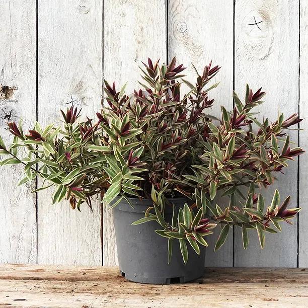 Lady Anne Hebe plant