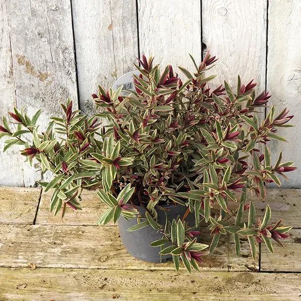 Lady Anne Hebe Plant