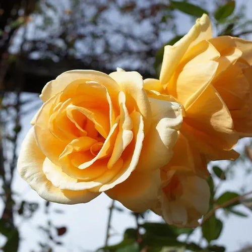 Lady Hillingdon Rose Flowers