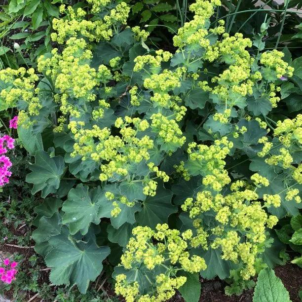 Lady's Mantle Flowers