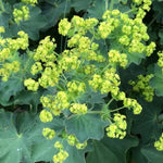Lady's Mantle Flowers