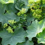 Lady's Mantle Flowers