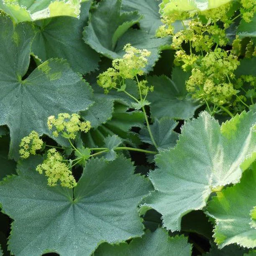 Lady's Mantle Flowers