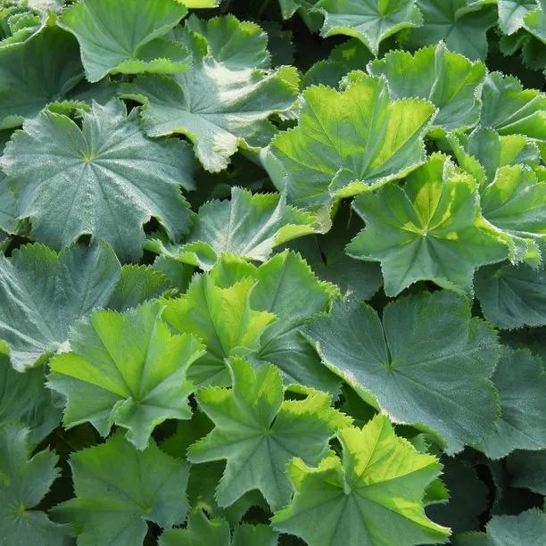 Lady's Mantle Leaves