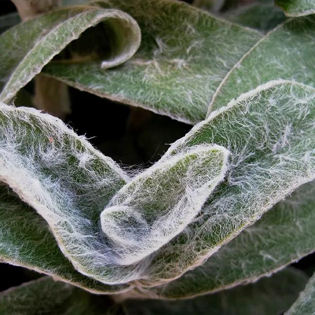 Close-up of Lamb's Ear perennial plant leaves showing distinctive silvery-white fuzzy texture and soft appearance