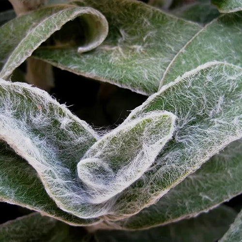 Lamb's Ear Leaves