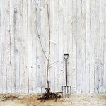 Bareroot Lapins Cherokee Cherry Maiden Tree