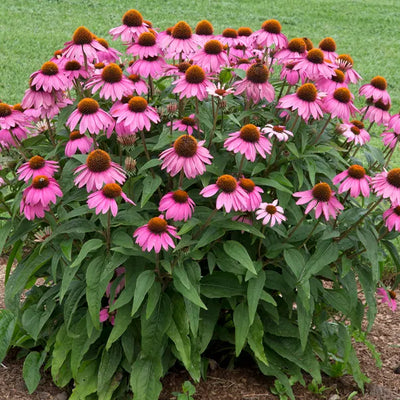 Mature Echinacea Plant - Pow Wow Wild Berry Flowers