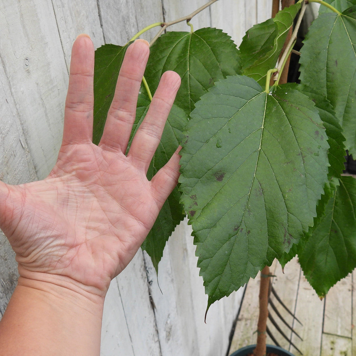 A close-up of green mulberry leaf with a human hand placed beside them for scale, set against a light weathered wood background.