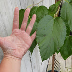 A close-up of green mulberry leaf with a human hand placed beside them for scale, set against a light weathered wood background.