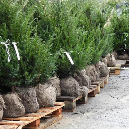 Big Rootballed Yew Hedge Plants 80-100cm tall