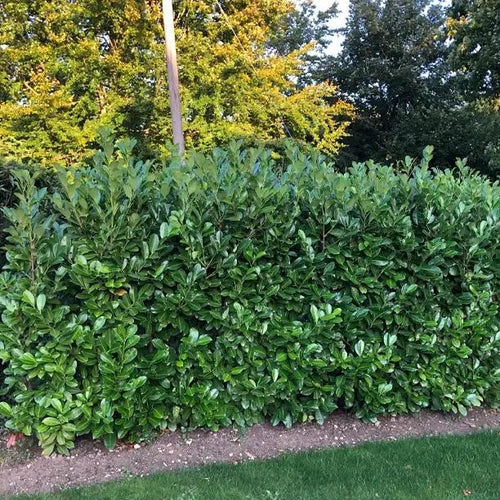 Mature Common Laurel Hedge