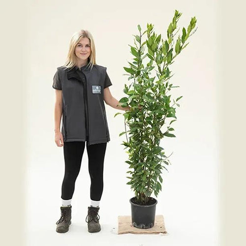 Bay Laurel Hedging Plant 100-120cm tall