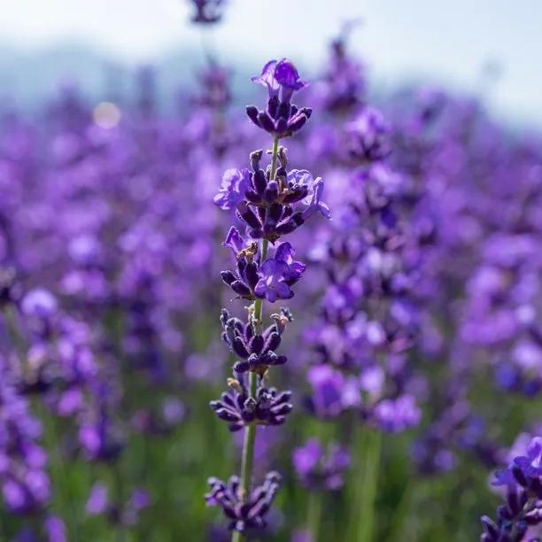 Hidcote' English Lavender Flowers