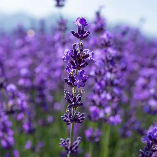 Hidcote' English Lavender Flowers