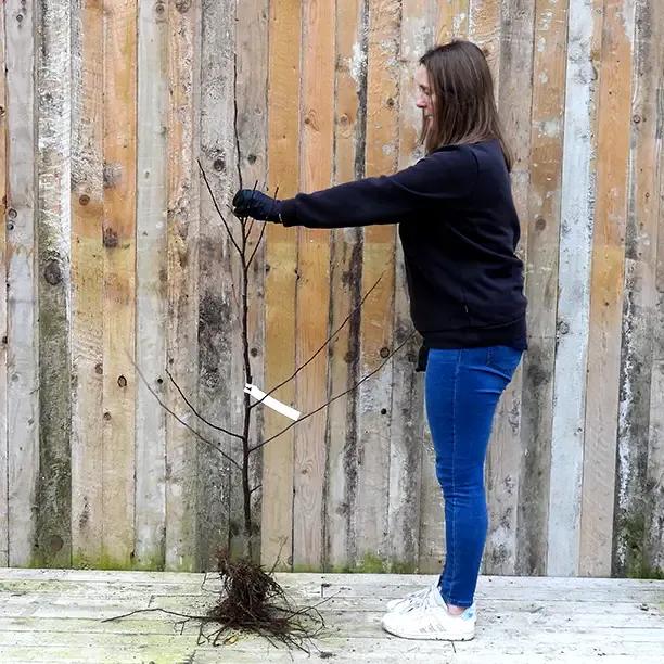 Bareroot Laxtons Superb Maiden Apple Tree