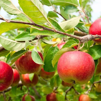 Laxton's Superb Apples on the tree