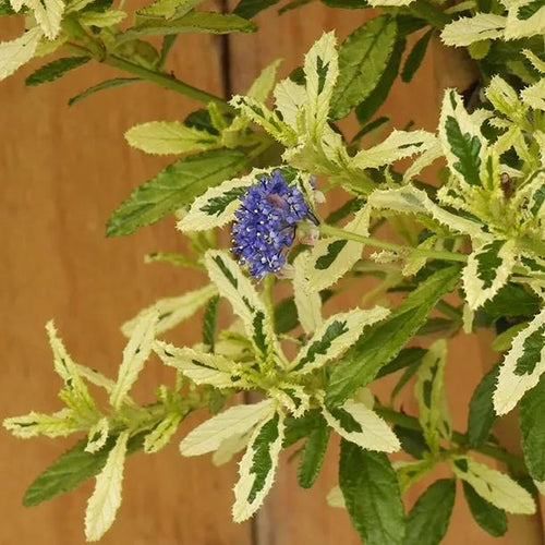 Ceanothus Lemon and Lime Flower and leaves