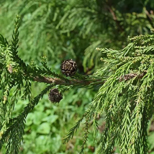 Leylandii Cypress Leaves