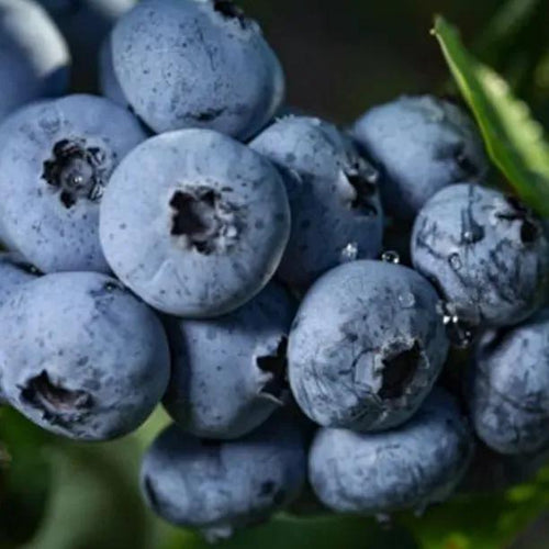 Liberty Blueberries on the bush