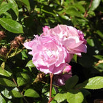 Lilac Bouquet Climbing Rose Flowers