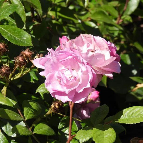 Lilac Bouquet Climbing Rose Flowers