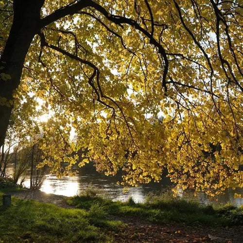 Mature Red-Twigged Lime Tree