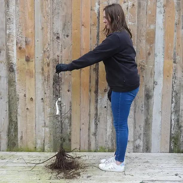 Bareroot Limelight Maiden Apple Tree