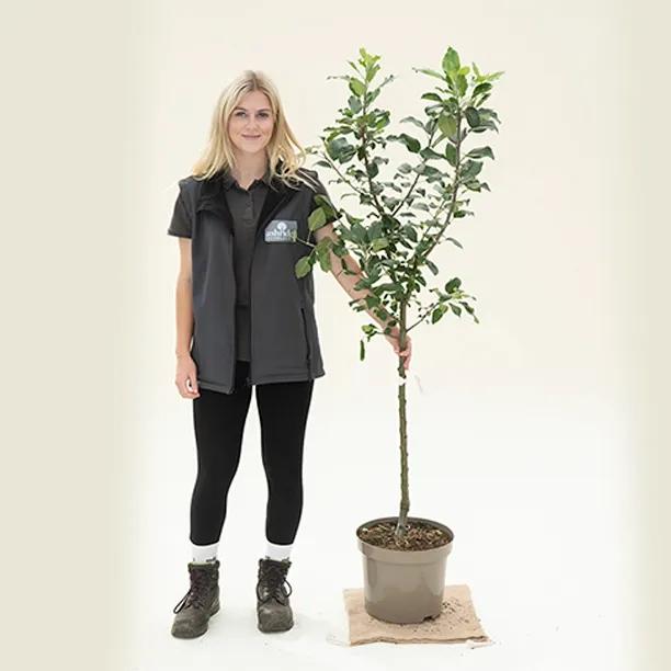 Limelight Apple Tree - Bush - 10 litre Pot