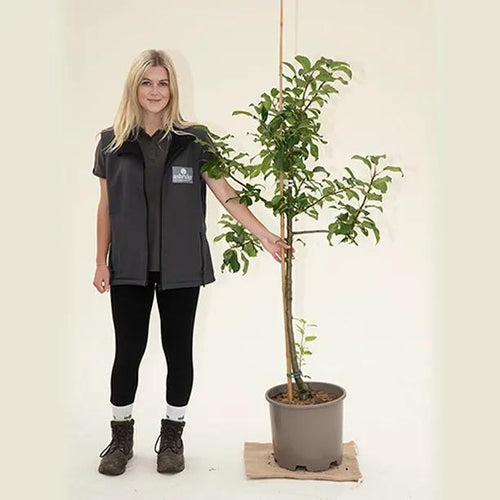 Limelight Apple Tree - Bush - 15 litre Pot