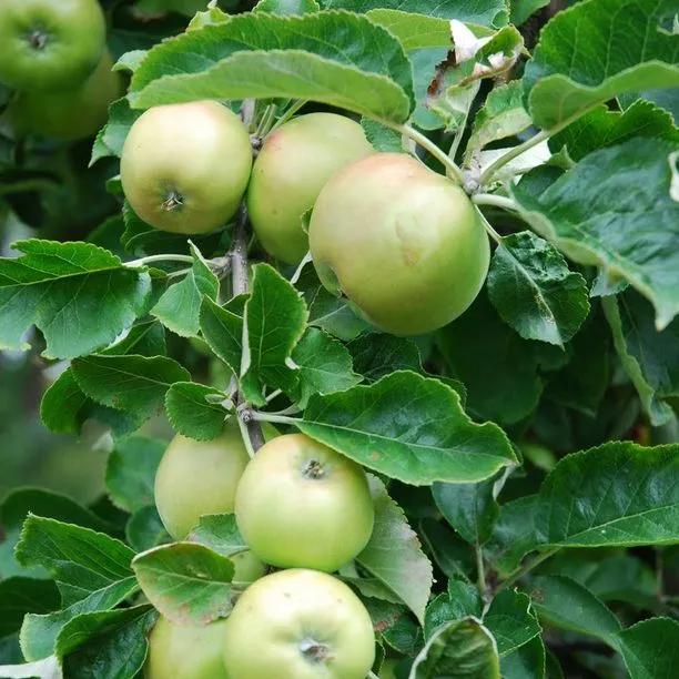Limelight Apples on the tree