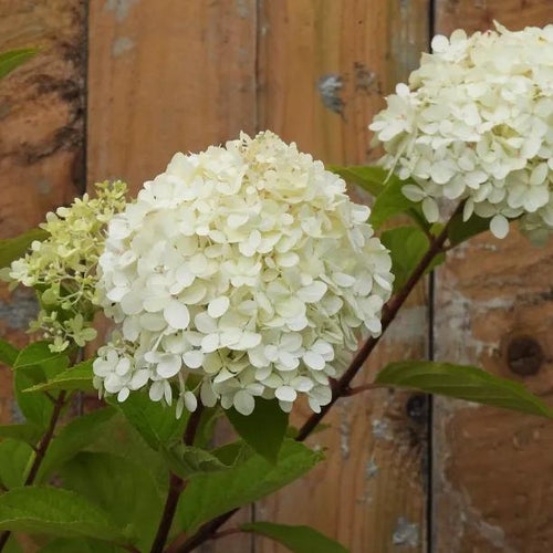 Limelight Hydrangea Flowers