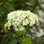 Limelight Hydrangea Flowers