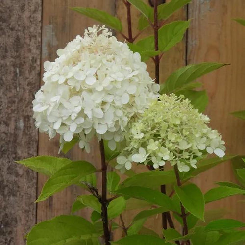 Limelight Hydrangea Flowers
