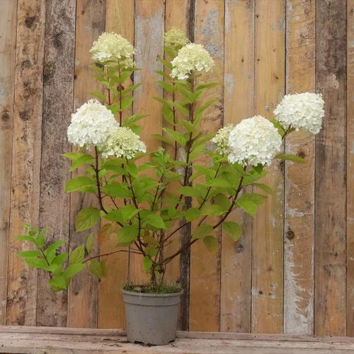 Limelight Hydrangea Plant 3 Litre Pot