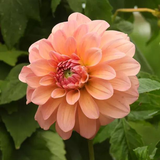 Linda's baby dahlia flower