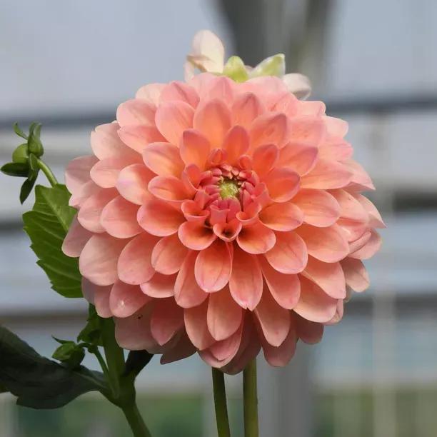 Linda's Baby Dahlia Flowers