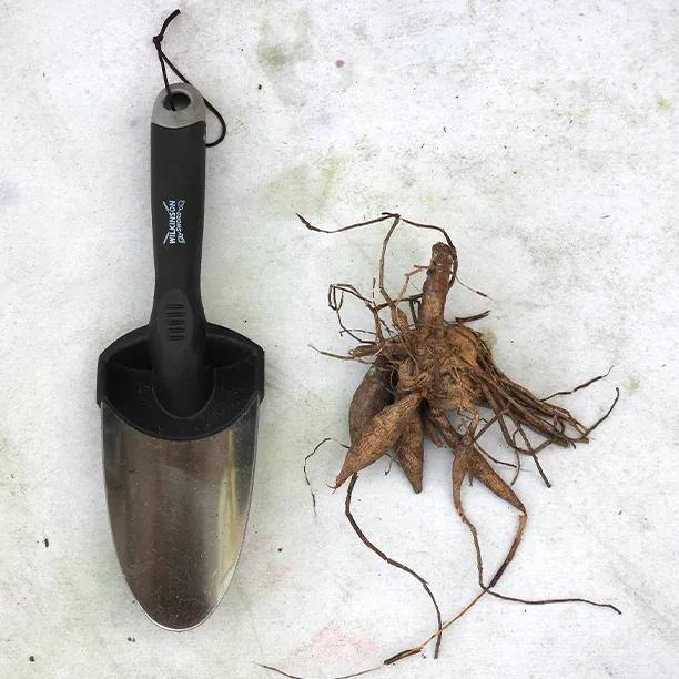 Linda's baby dahlia tuber