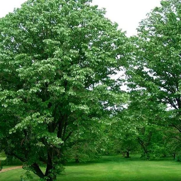 Mature Caucasian / Crimean Lime trees